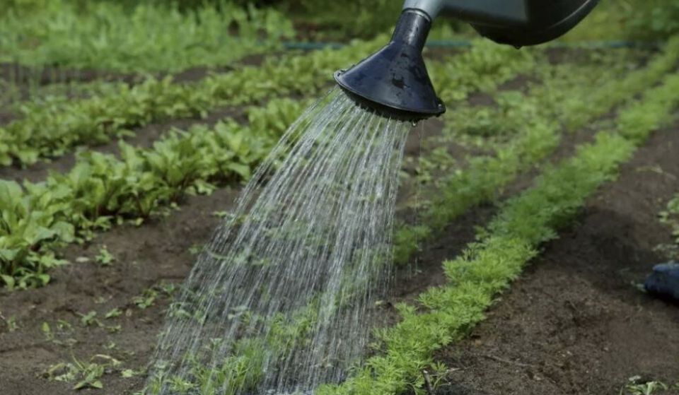 Утро или вечер: когда лучше поливать растения для здоровья урожая?