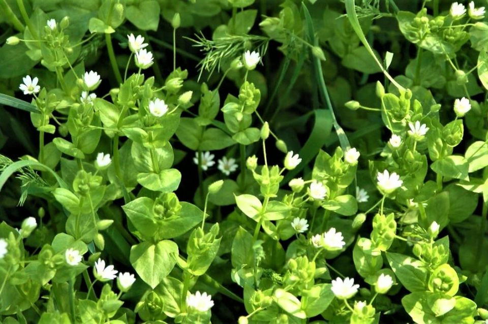 �������: ����������� �������� ��� �����������