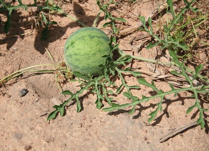 Как вырастить сладкие арбузы: советы для успешного урожая