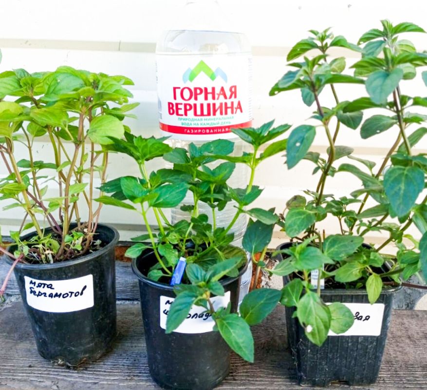 ����� �������� �� ��������� � �����������: ��� ��������, ������� ������ �� �����