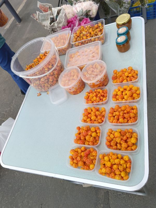 Золотая морошка: редкая ягода, которая заставляет ценить каждую минуту