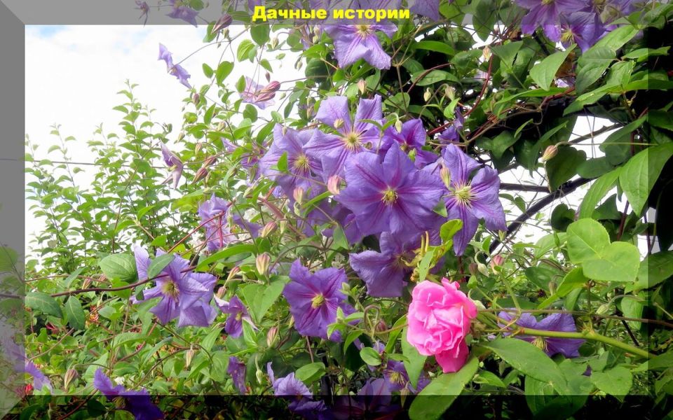 ������� ��������� ������ ����������: ��� �������� ������� �������