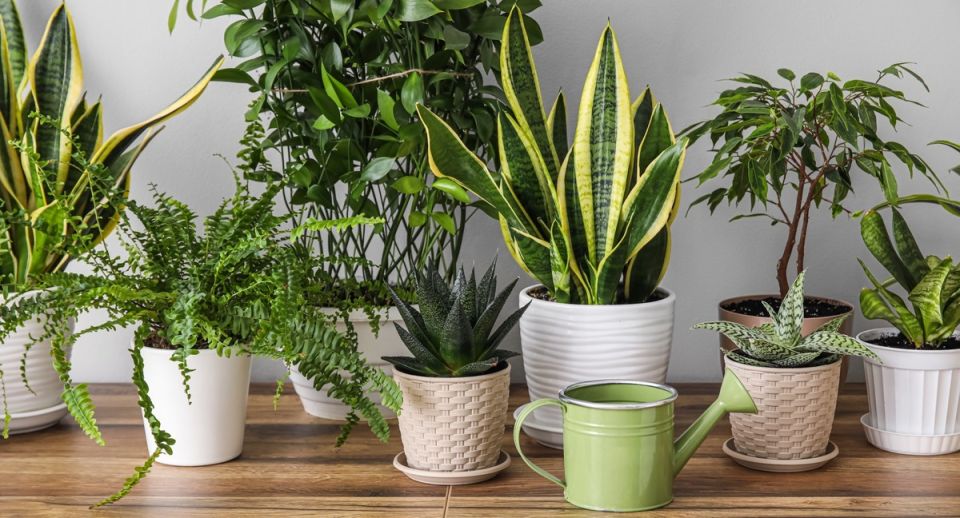 �������� ������ ���: ������������� ��������� �������� ��� ������������ ����