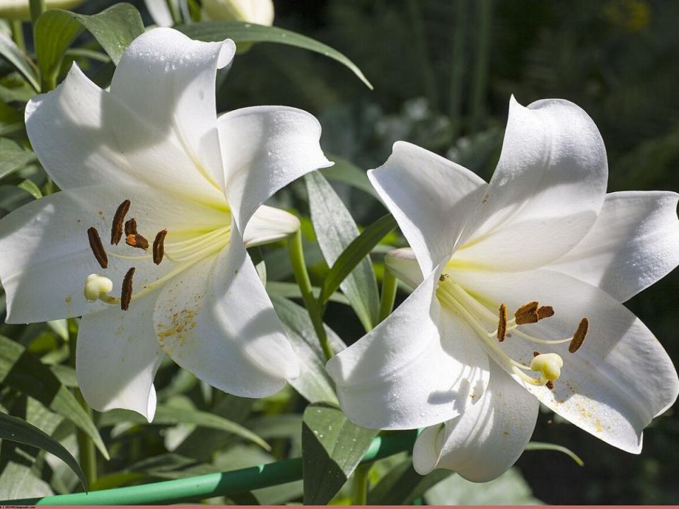 Секреты идеальных клумб: как лилии цветут в любое время года