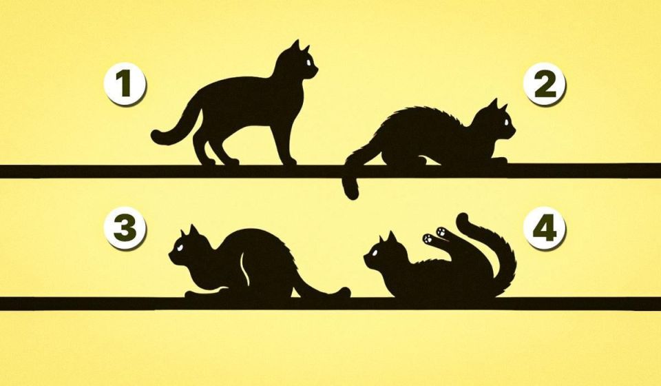 Как выбрать кота и узнать свое предназначение: удивительное путешествие самопознания