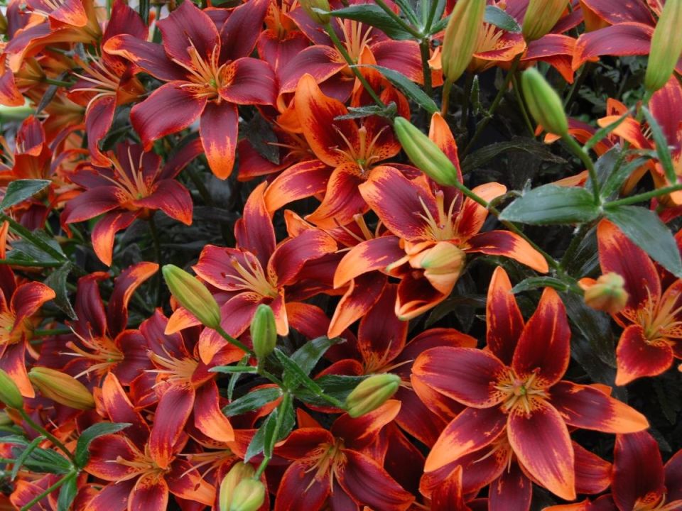 ��������� ��������������� ������� ������� �����