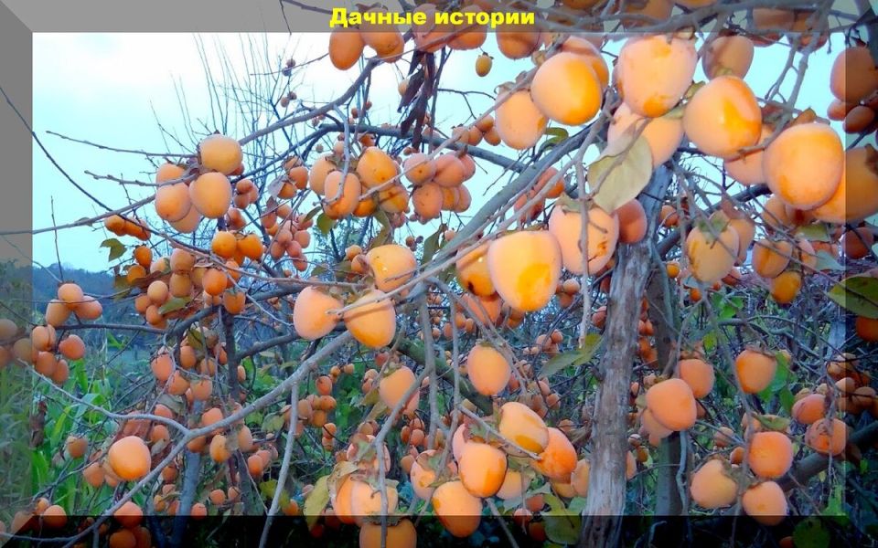 ����������� � ������: ��������, ������� �� ������� �� ����� �������