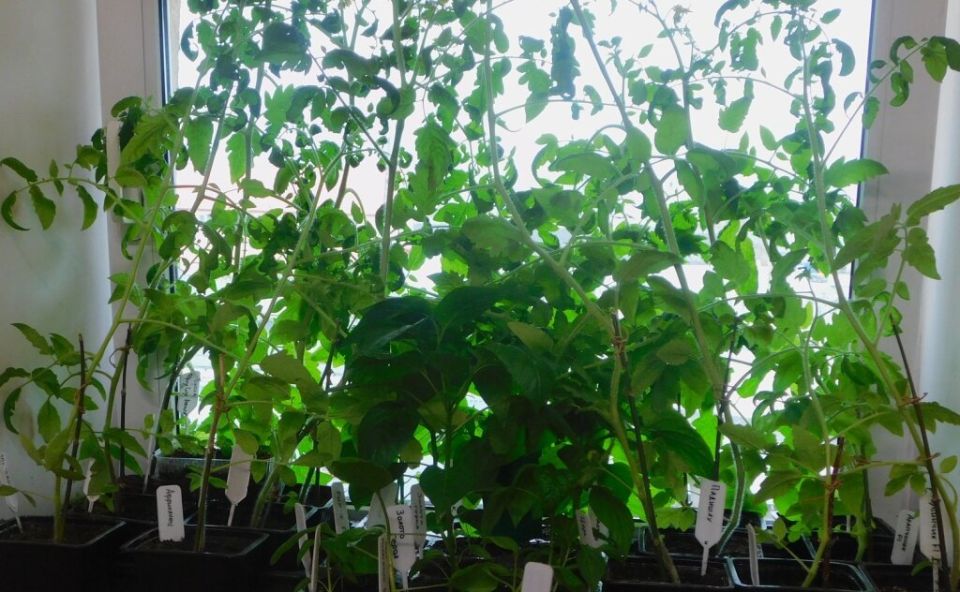 �������� �������: ��� �������� �������� � ��������� ������� ��������