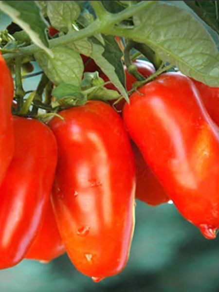 Томат Чудо пальчики: как вырастить вкусные и удобные плоды