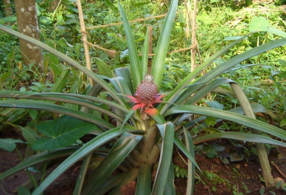 ��� ��������� ������ � �������� �������� ����� � ������