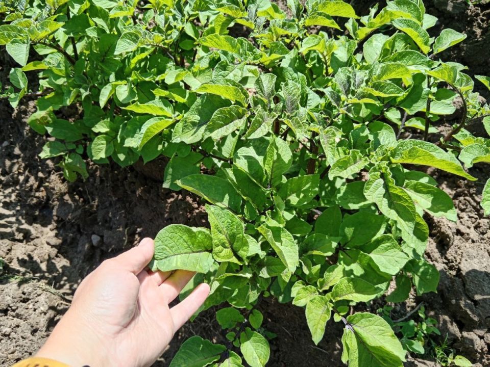 Урожай картофеля начинается с подкормки: простая раскладка раствора и его влияние на ботву