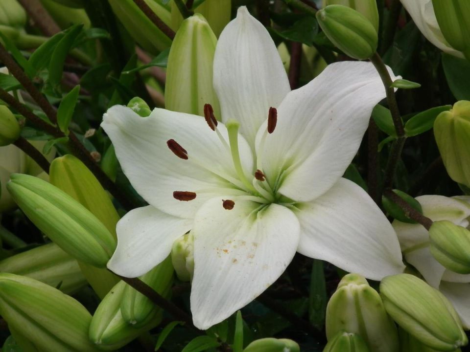 Лилия кудреватая в домашнем саду: как обеспечить цветение и спокойный зимний сон