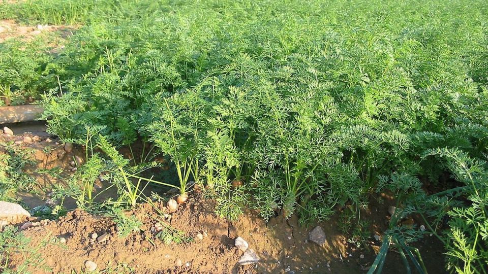 Первая подкормка моркови: как правильно начать уход за корнеплодами