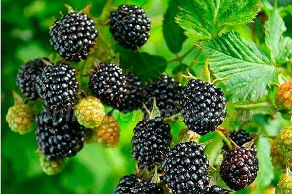 ������� ����� �����: ������������ � ������� �����������