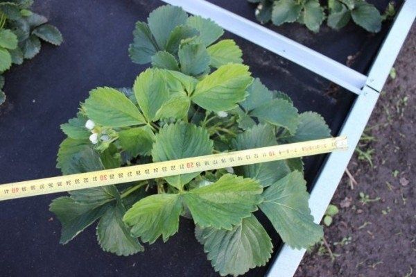 Царица клубники: восхитительное творение отечественной селекции