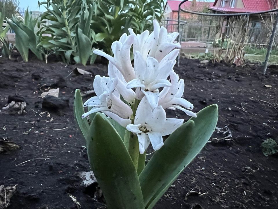 ����� ������ �������� � �����: ������� �� ����������