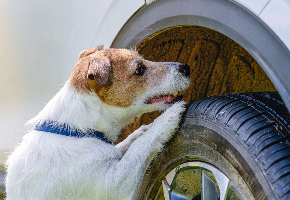 ��� �������� ����������� �� ����� �� ��������� �����: ���� � ������