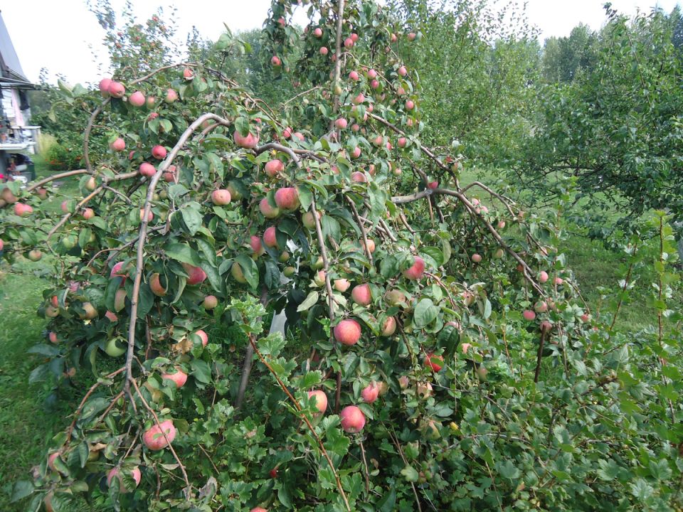 Почему важно подкармливать деревья после сбора урожая