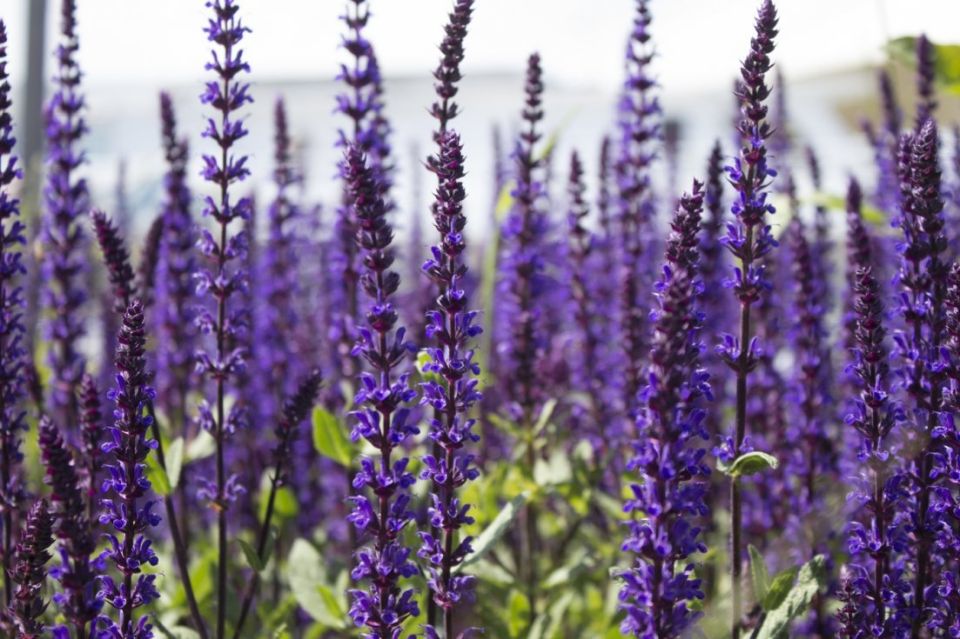 ��� ��������� �� ������� � �������: ������� ������� � ���������