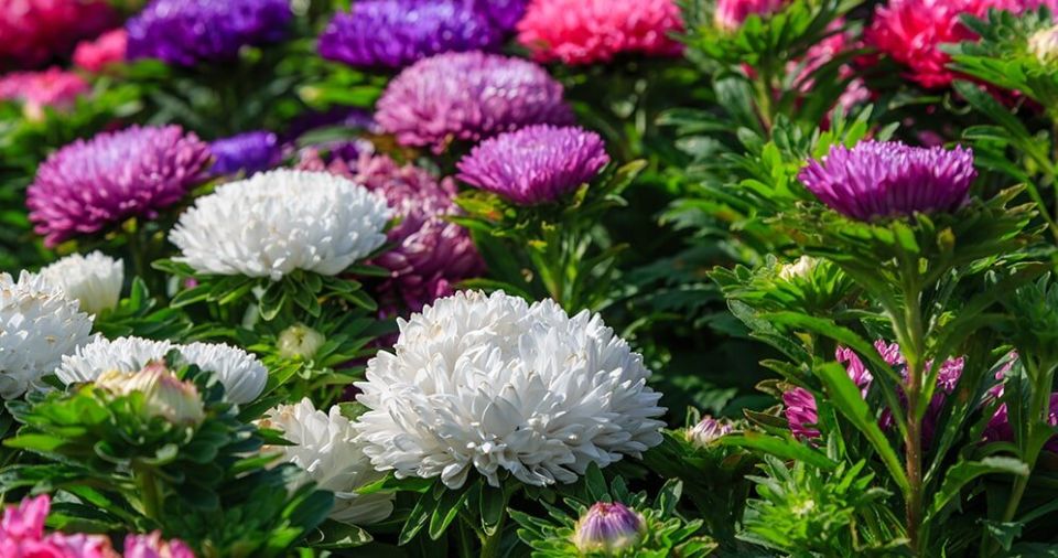 ������������ ������������ ����: �����, ������� � ����