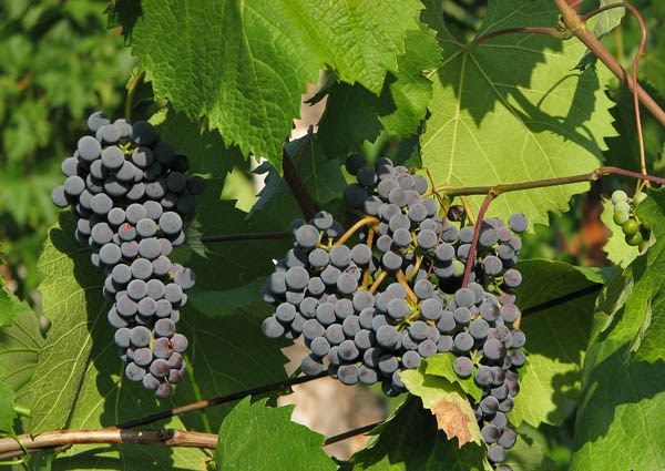 �������� ���������: ����������� ���������� �������� � ��� �� ��������