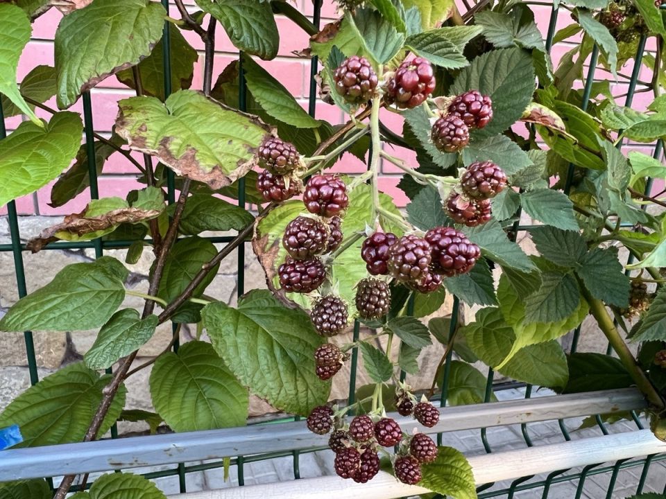 ��������� � �������: ��� ������ � ���� ������� ����?