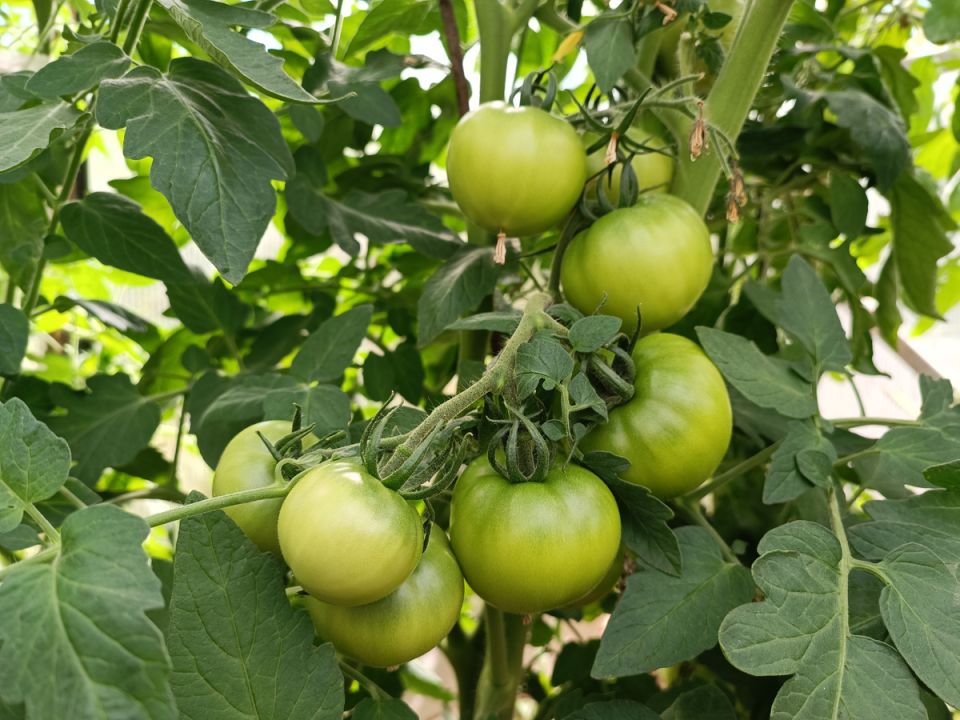 ������� �������: ��� ��������� �������, ����� ��������� �������� ��������