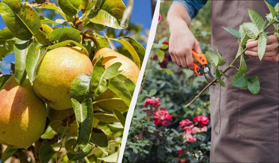 ������� ������� ��������: ������� ������� �������� ������