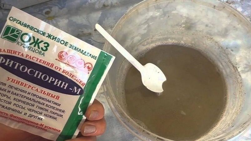 ������ ��� ������: ������ ��������� � �������� ����������� �� ��������