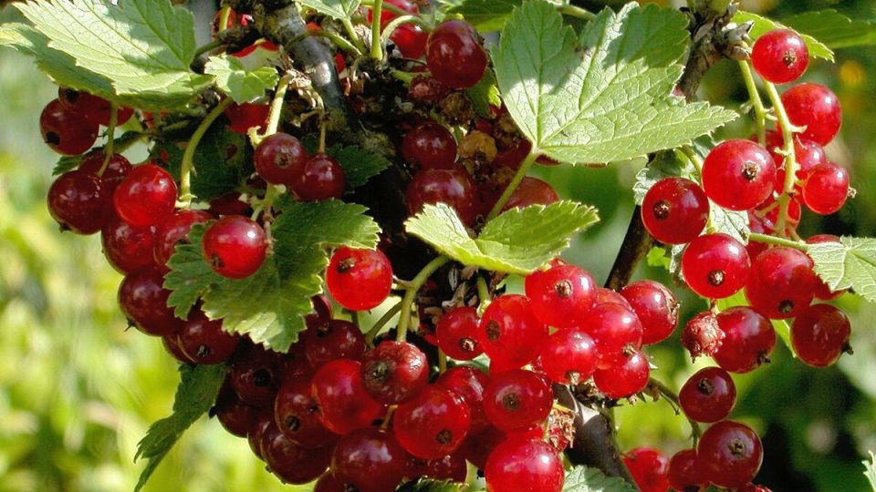 ����������� ���������: �� � ������