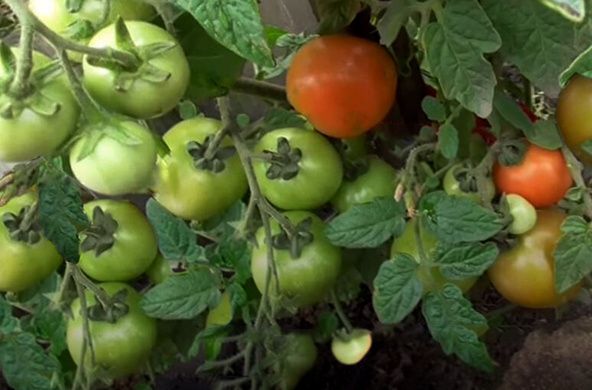 ������������� �����: ��������� �� ����� �������