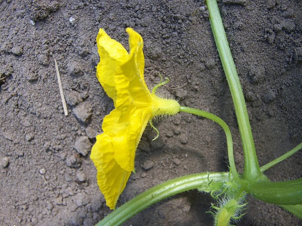 ��� �������� ������ ������ �������: ������� ������������