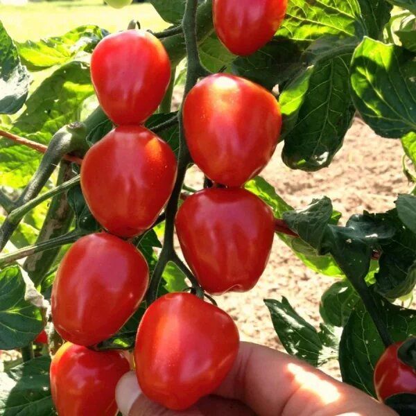 ����� ������� ��������: ��� ��������� ������� ����� � ����� �������