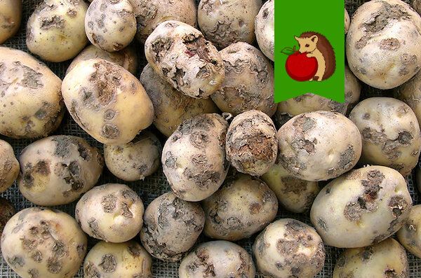 ��� �������� ����� ���������: ������� ���� ��� �������� ������ ������