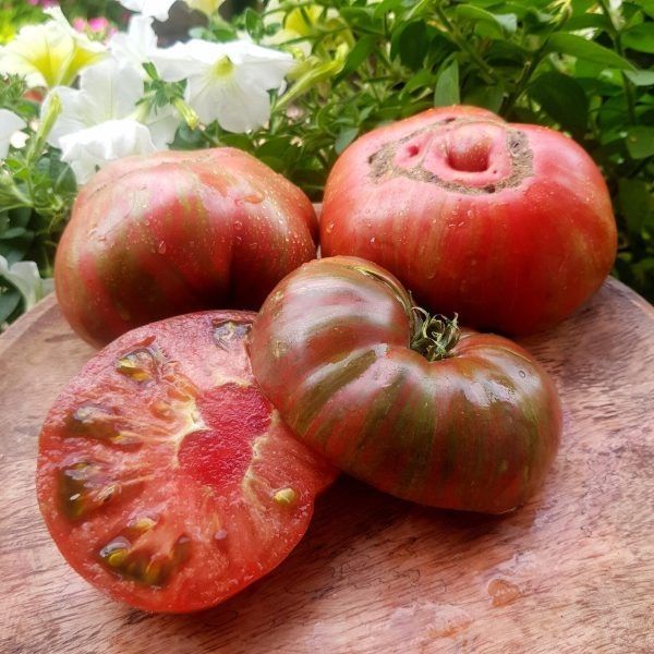 Томат гном фред тай дай: как вырастить экзотического карлика с мраморными плодами