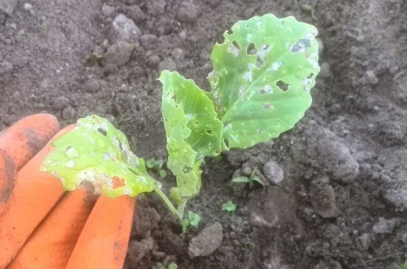 ������ ������� ��������� ������� � ������ ���� � ��� ������ �������