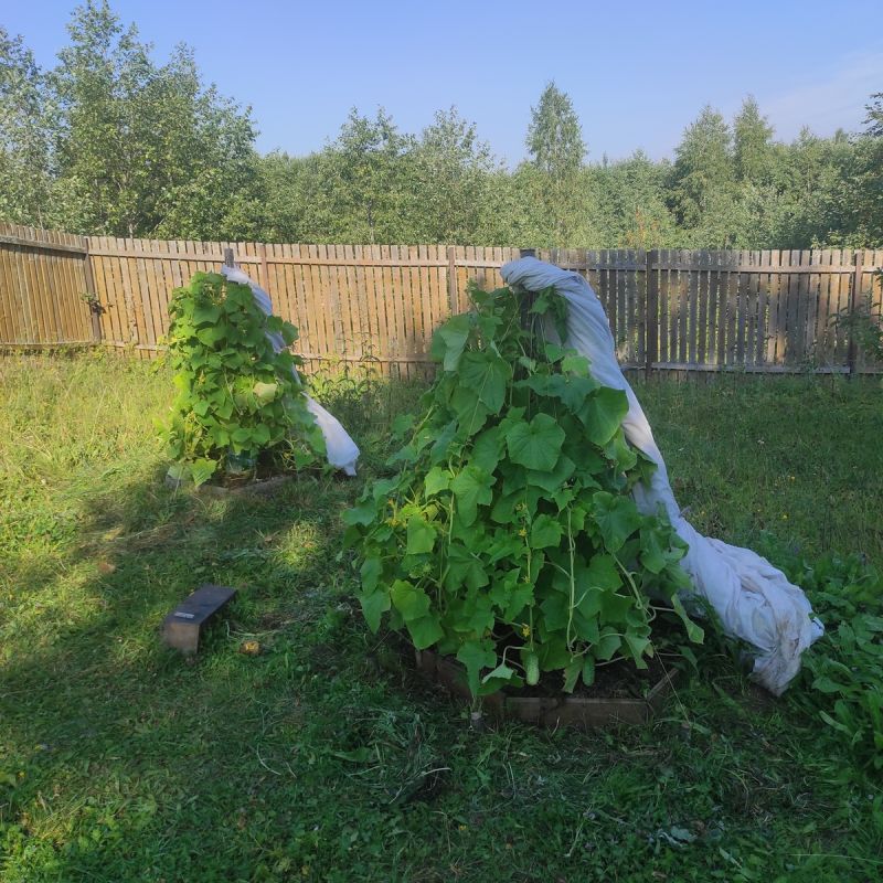 ��� ������������ ��������� ������-����� ��� �������: ������� � ����������� �����