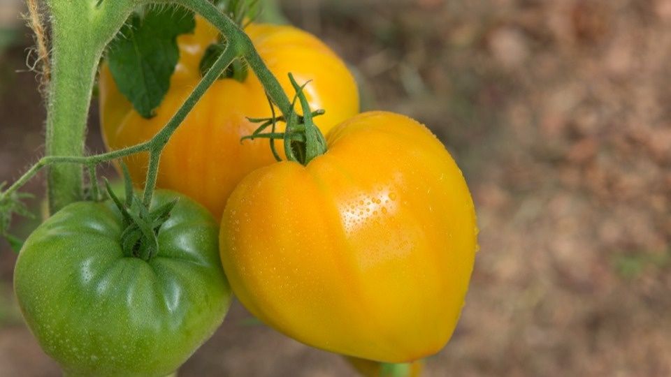 Непревзойденные томаты: как достичь успеха в выращивании даже новичкам