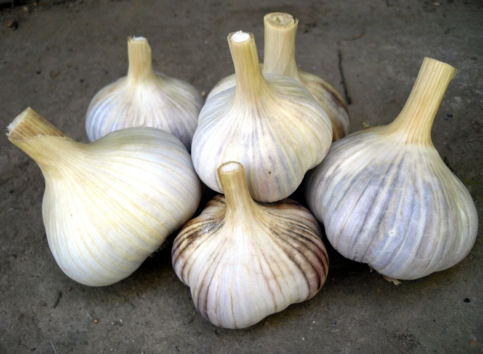 Как вырастить удивительный чеснок: секреты опытного садовода