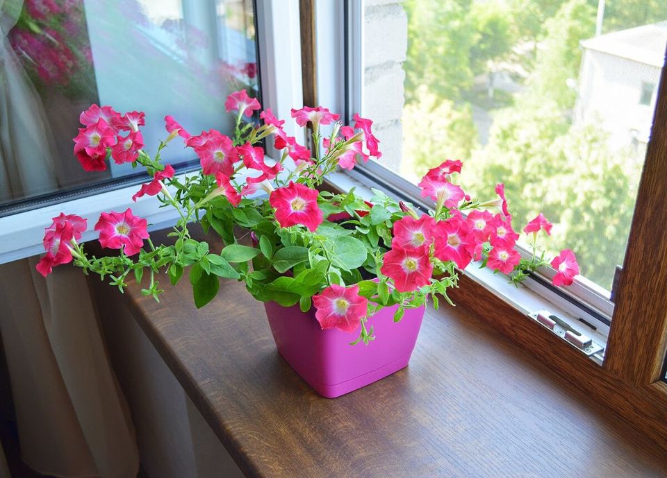 �����, ������� ����� ���������� �� ����� �����������