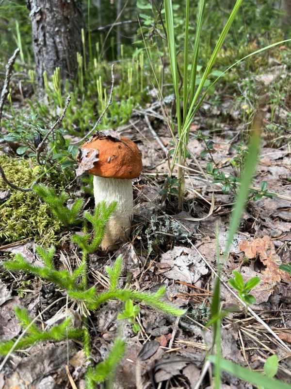 ��������� ��������: ��� ������� ������ ���� ����