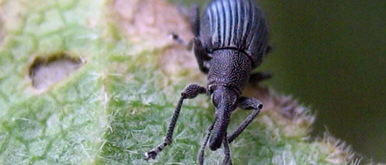 Эффективные методы борьбы с долгоносиками в саду