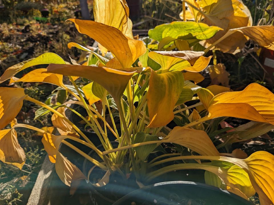 ��������������� �������: ��� ����������� � ��������� ������ � ������������ �����