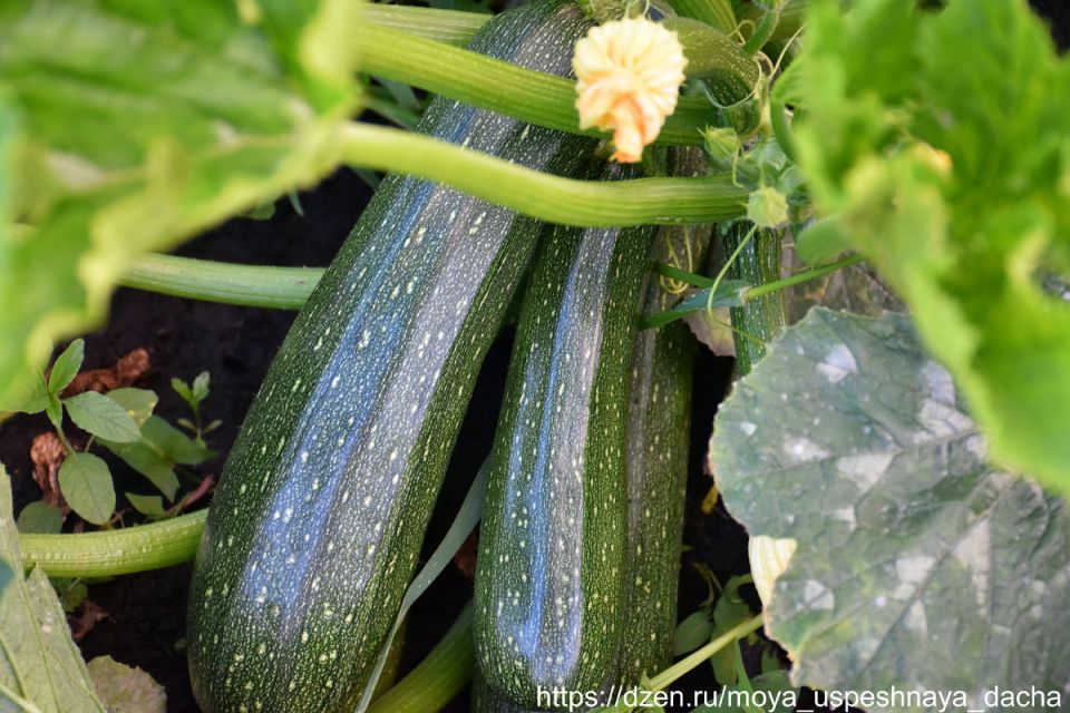 <strong>�� �������, ��� ����� ������ � �������� ����� �������� ������� �����������? � ��� � ���!</strong>