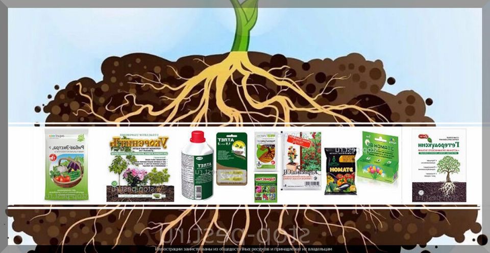 ��� ������� �������� ����� ������� ���� ������� ������� � ��������