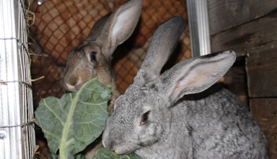 ��� ������, ���� � ������� ������� ���