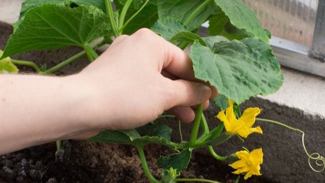 ������������ ���������� ���: ��� � ����� �������� ������