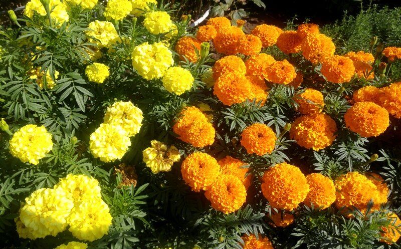 ��� �������� �������� � ������ � ����������� �� �������