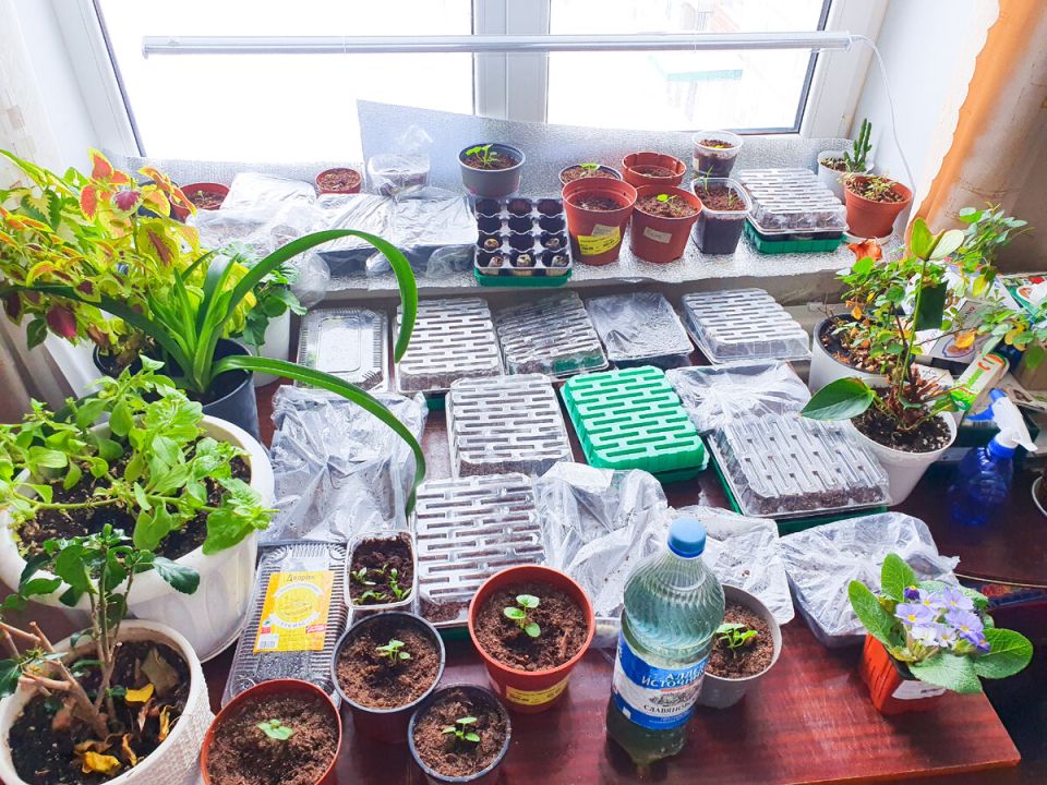 ����� ������� �� ������: ������, ������� ������� ��������� ��������