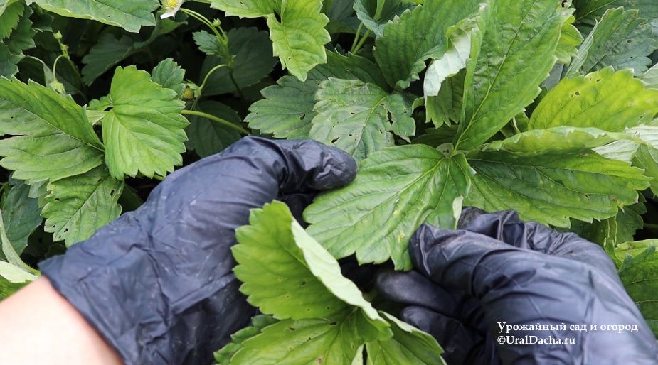 Как правильно ухаживать за клубникой после сбора урожая